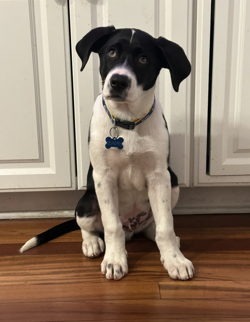 Isaiah, a black-and-white dog, sitting very still and looking directly at the camera